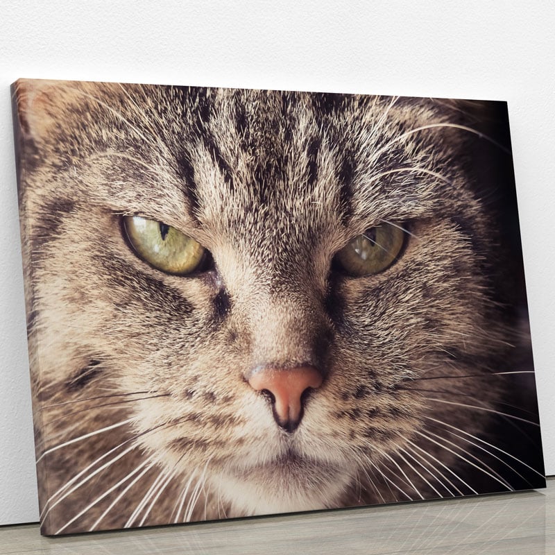 Tableau Chat Portrait Tableaux Posters Animaux Art Et Deco Fr