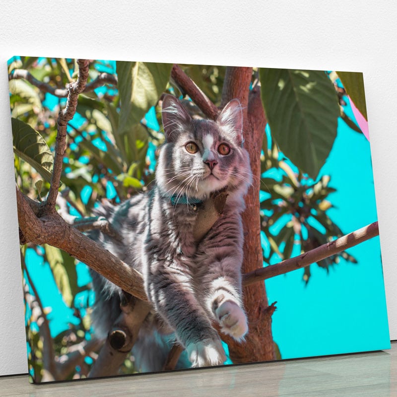 Tableau Chat Gris Perche Tableaux Posters Animaux Art Et Deco Fr