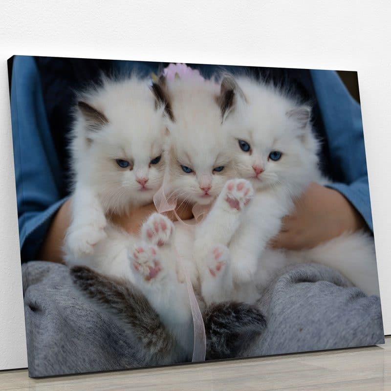 tableau chaton blanc