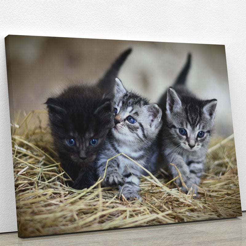 Tableau chaton noir gris tableaux posters animaux Art et deco.fr